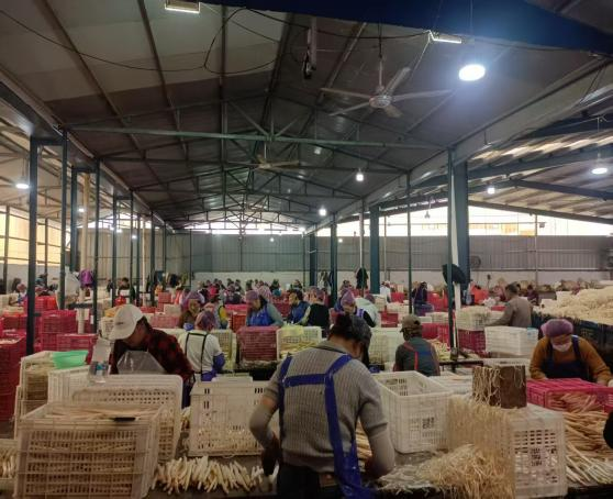 健達(dá)團(tuán)隊(duì)秉承公司“降本增效”理念，嚴(yán)格控制白蘆筍整條生產(chǎn)線