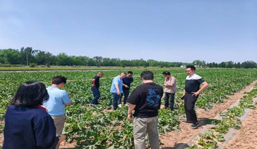 韓國客戶代表團(tuán)到訪我司實地考察茭瓜種植基地